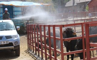 Erzurum'da bulunan hayvan pazarı ilaçlandı