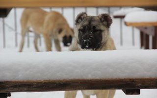 Doğu'da soğuk hava etkisini azalttı