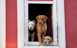 Erzurum'un İlk ''Ev''li Köpekleri