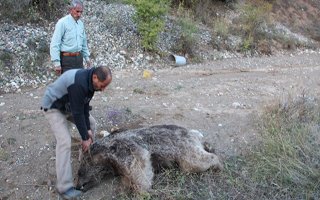 Oltu'da derede boz ayı ölüsu bulundu