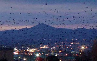 Erzurum'a kar düşünce kuş göçü de başladı