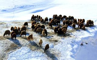 Erzurum'da kışın hayvancılık ta zor