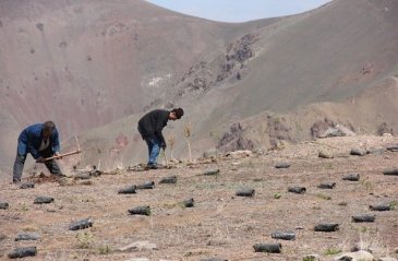 Konaklı Kayak Merkezi ağaçlandırılıyor