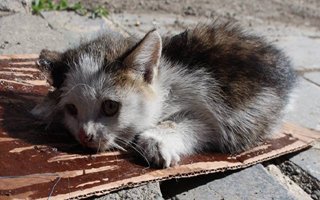 Fareye hazırlanan tuzağa kedi düştü