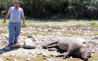 Oltulu çiftiçiler domuz nöbeti tutuyor