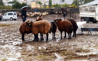 Kurbanlıklar çamur içinde kaldı