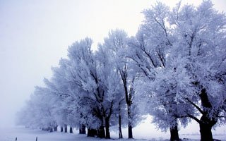 Erzurum'da kırağı düştü böyle oldu!