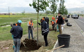 Büyükşehir Üç Ayda 5 Bin Fidan Dikti