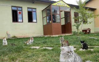 Sokak hayvanlarına konforlu bakım evi