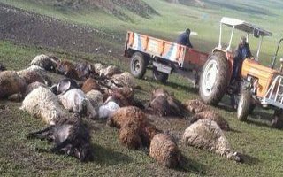 Tekman'da Koyunları Yıldırım Çarptı