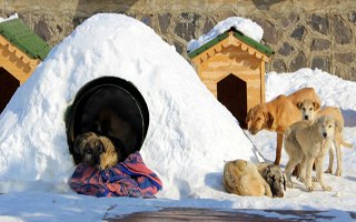 Barınaktaki hayvanlar ‘Eskimo’ usulü korunuyor