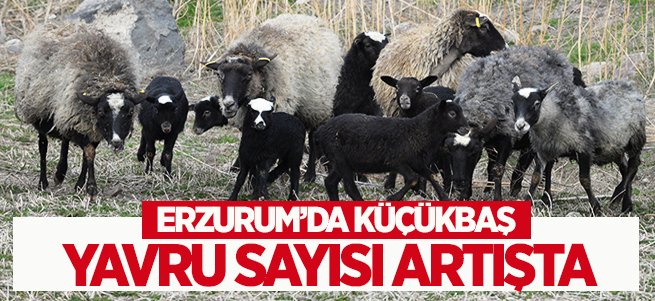 Erzurum'da Küçükbaş Yavru Sayısı Artışta